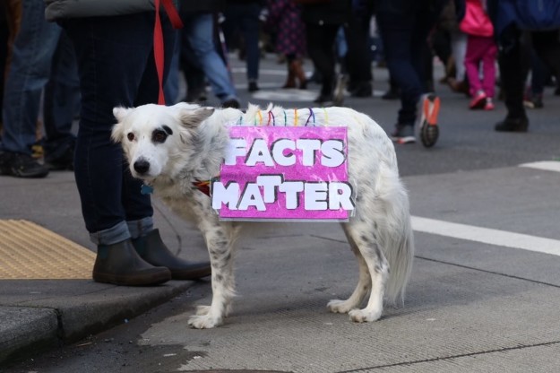 10 kutya, aki szintén nem örül, hogy Trump az elnök