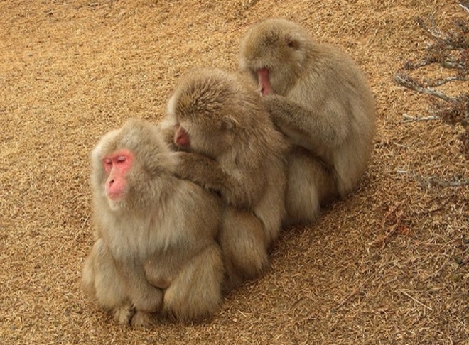 Napi cuki: állati csapatmunkák