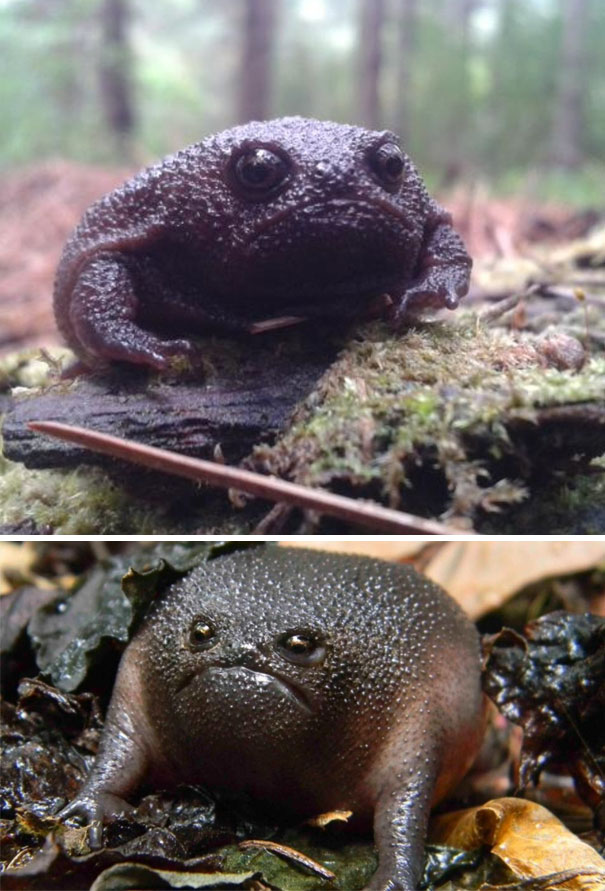 10 nagyon mérges állat, akikkel te sem akarnál kekeckedni