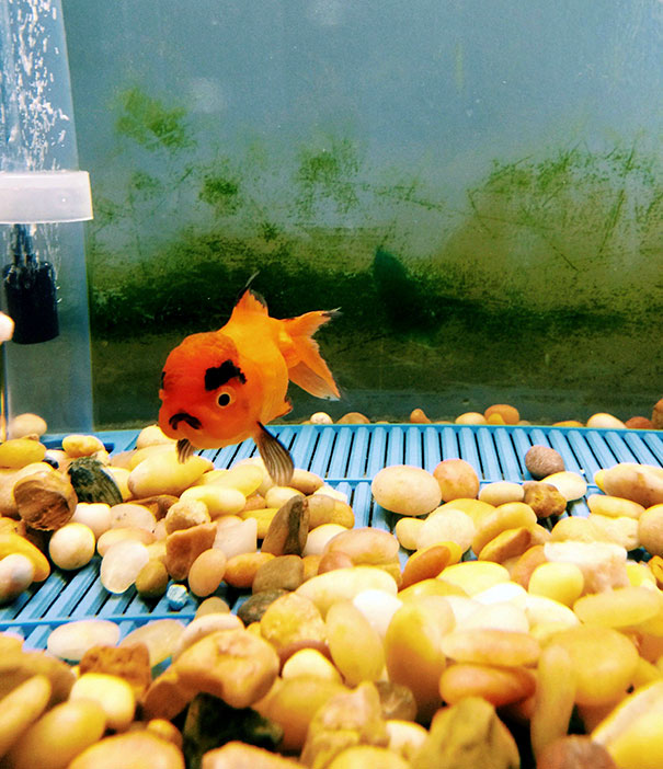 10 nagyon mérges állat, akikkel te sem akarnál kekeckedni