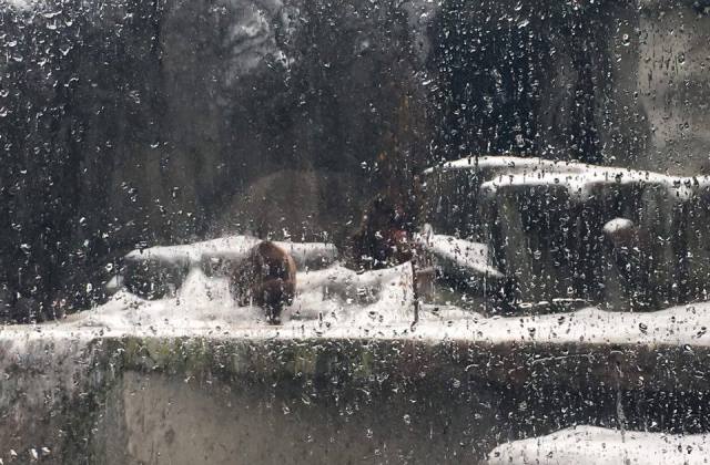 ÉLŐ: Az állatkertből jelentjük, hogy lesz-e árnyéka a medvének