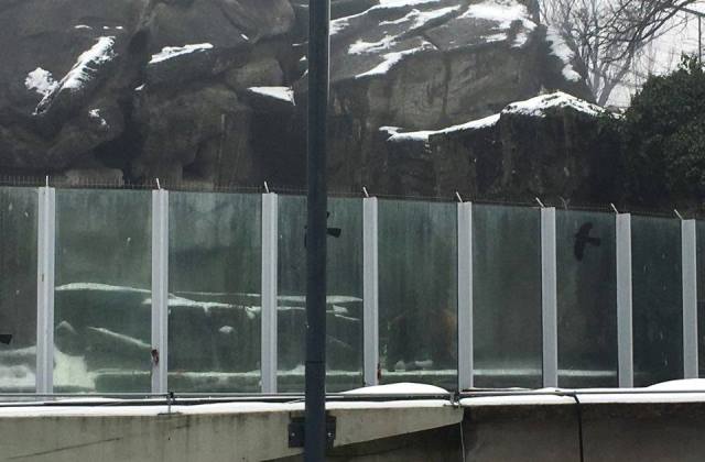 ÉLŐ: Az állatkertből jelentjük, hogy lesz-e árnyéka a medvének