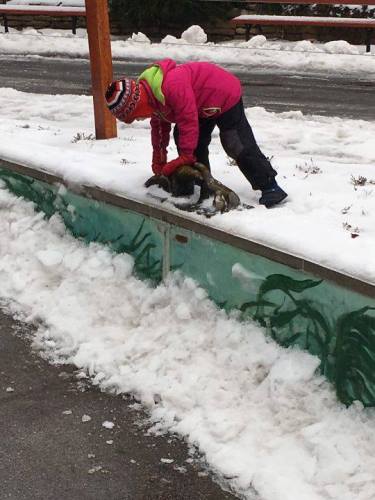 ÉLŐ: Az állatkertből jelentjük, hogy lesz-e árnyéka a medvének