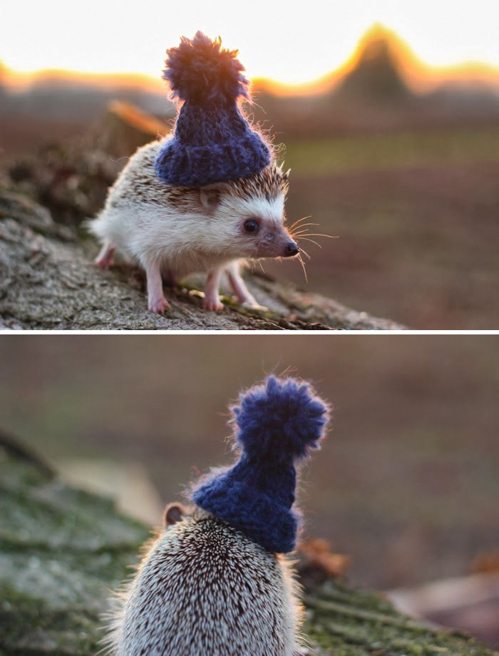 Ünnepeld a pénteket a világ legcukibb sündisznóival