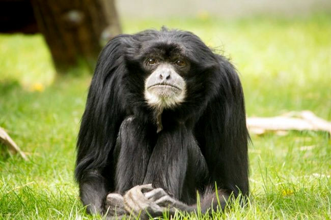 Finita - Forras: sostozoo.hu