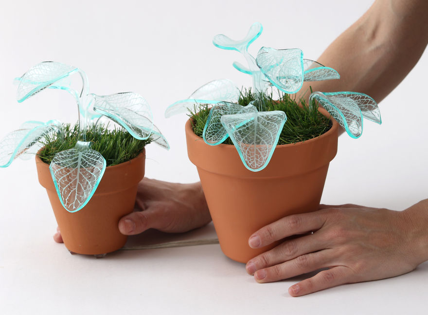 Ezeket a növényeket locsolnod sem kell, és még lámpának is megteszik