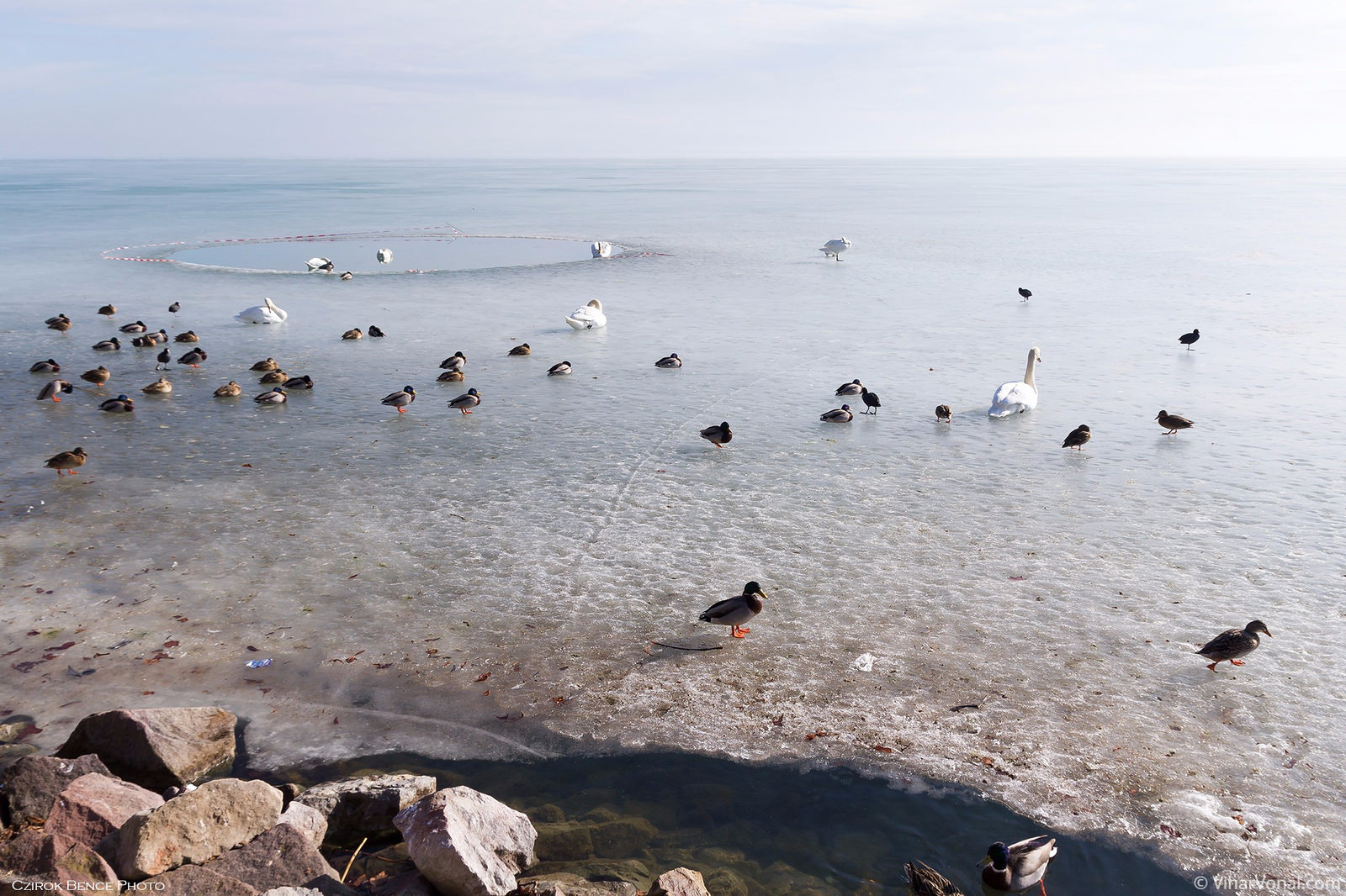 Káprázatos fotók az olvadó Balatonról Káprázatos fotók az olvadó Balatonról