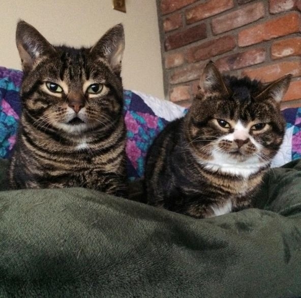 10 cuki macskabarátság, ami megolvasztja a jeges szíved - fotók