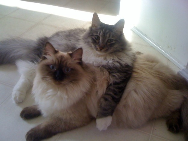 10 cuki macskabarátság, ami megolvasztja a jeges szíved - fotók