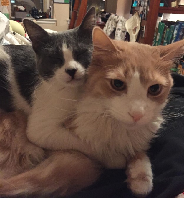 10 cuki macskabarátság, ami megolvasztja a jeges szíved - fotók