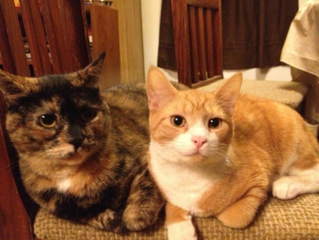 10 cuki macskabarátság, ami megolvasztja a jeges szíved - fotók