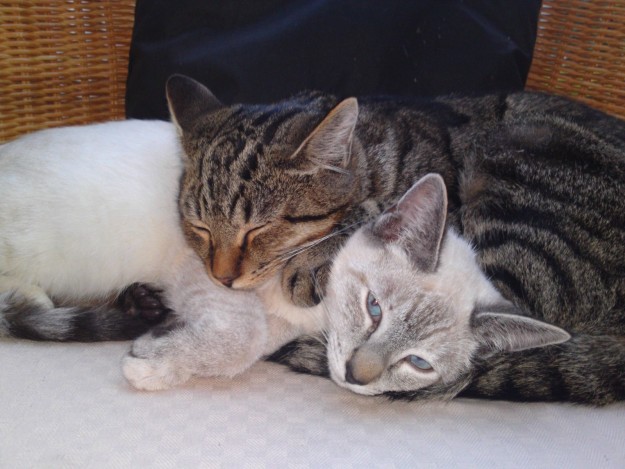 10 cuki macskabarátság, ami megolvasztja a jeges szíved - fotók