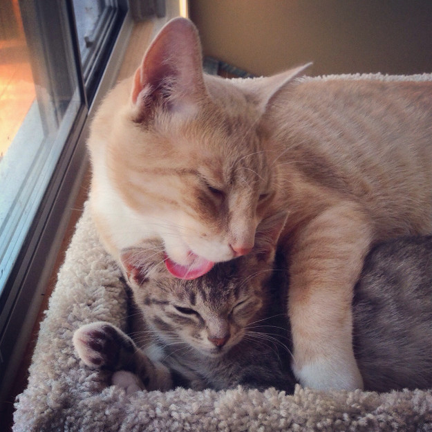 10 cuki macskabarátság, ami megolvasztja a jeges szíved - fotók