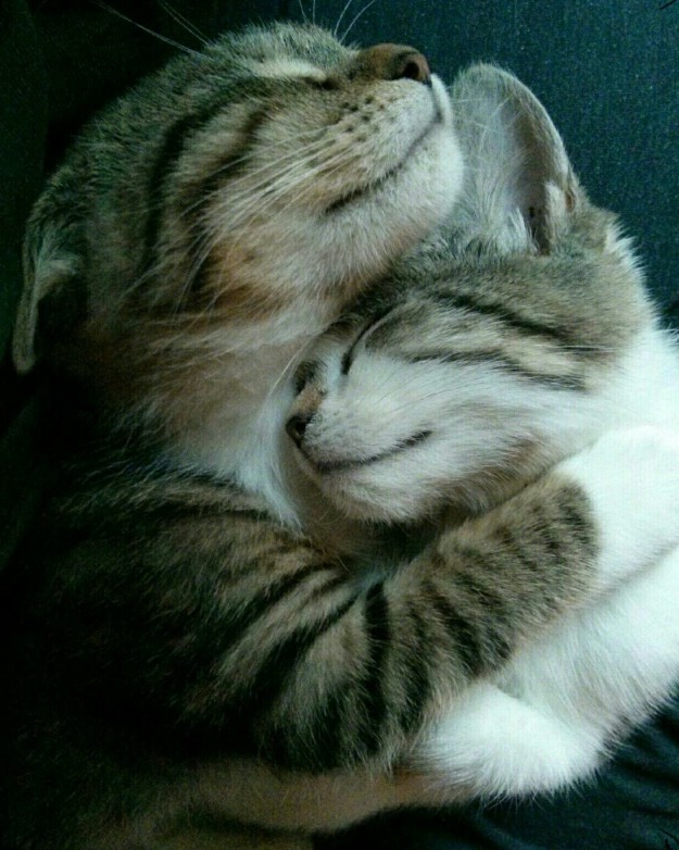 10 cuki macskabarátság, ami megolvasztja a jeges szíved - fotók