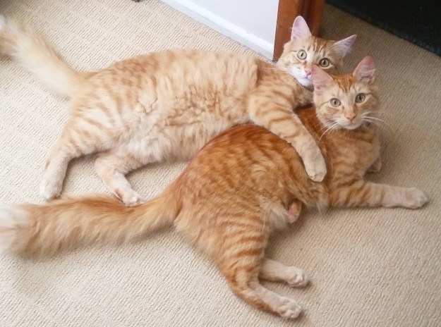 10 cuki macskabarátság, ami megolvasztja a jeges szíved - fotók