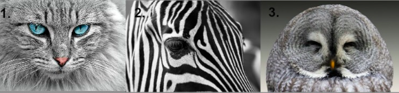 Most kiderítheted, melyik sámánisztikus állat ereje vezet éppen az utadon!