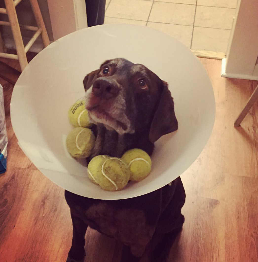 Kutyák, akik méltósággal viselik a védőgallért Kutyák, akik méltósággal viselik a védőgallért