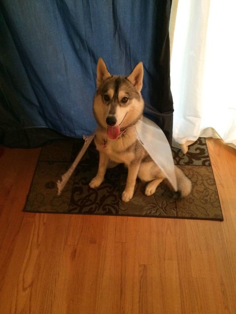 Kutyák, akik méltósággal viselik a védőgallért Kutyák, akik méltósággal viselik a védőgallért