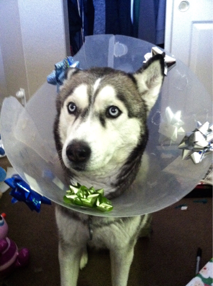 Kutyák, akik méltósággal viselik a védőgallért Kutyák, akik méltósággal viselik a védőgallért