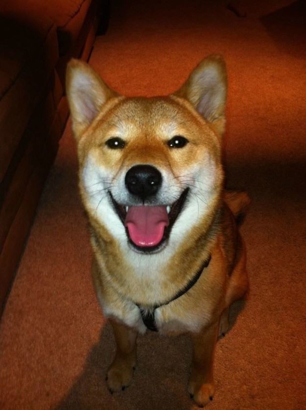 10 kutya, aki már nem is lehetne ennél boldogabb