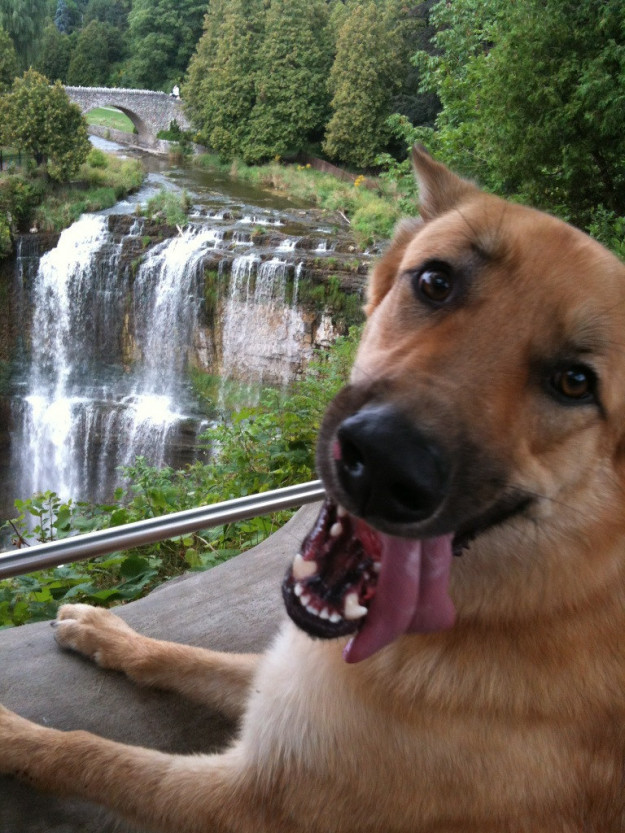 10 kutya, aki már nem is lehetne ennél boldogabb