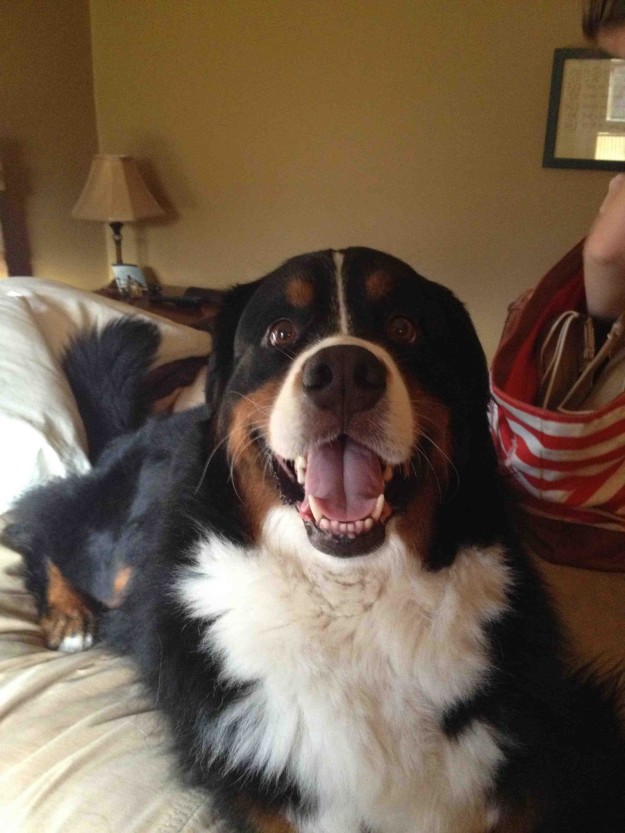 10 kutya, aki már nem is lehetne ennél boldogabb