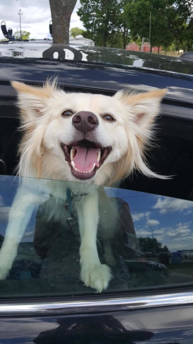 10 kutya, aki már nem is lehetne ennél boldogabb