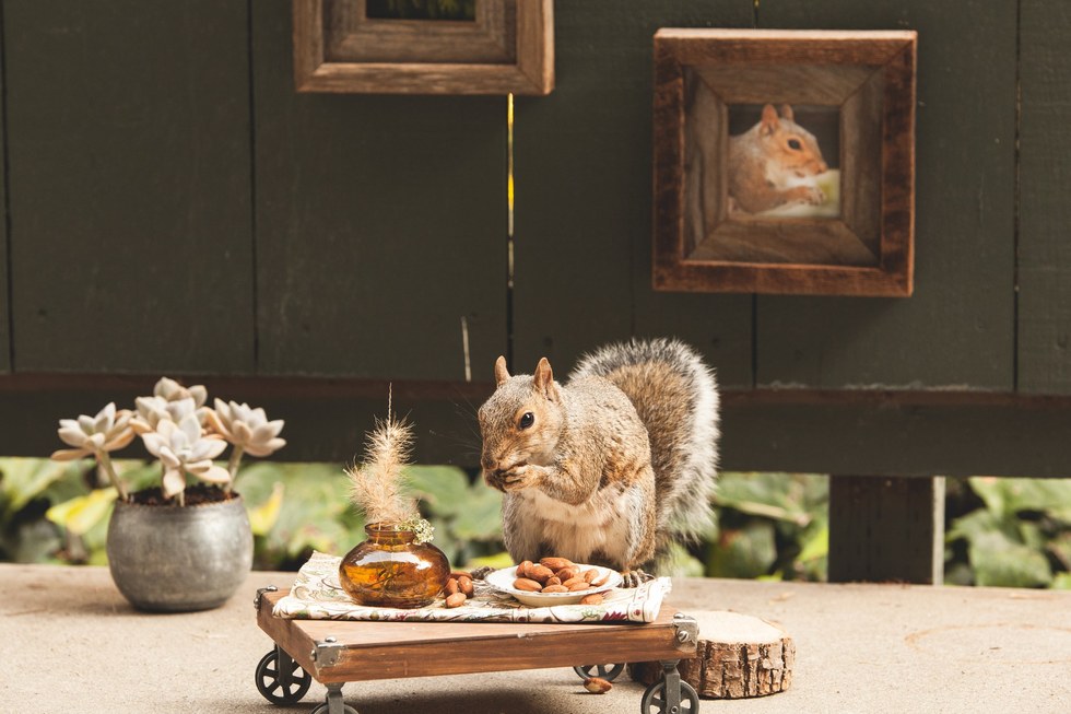Menő kajapartikat rendez a környék mókusainak egy nő - cuki fotók