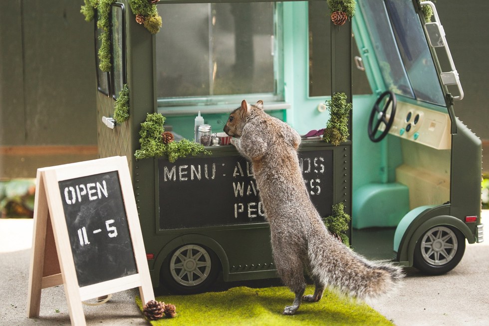 Menő kajapartikat rendez a környék mókusainak egy nő - cuki fotók