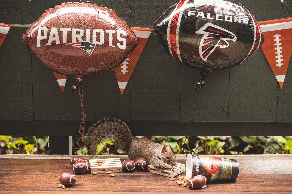 Menő kajapartikat rendez a környék mókusainak egy nő - cuki fotók