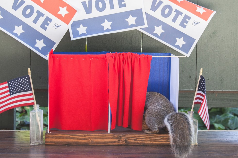 Menő kajapartikat rendez a környék mókusainak egy nő - cuki fotók
