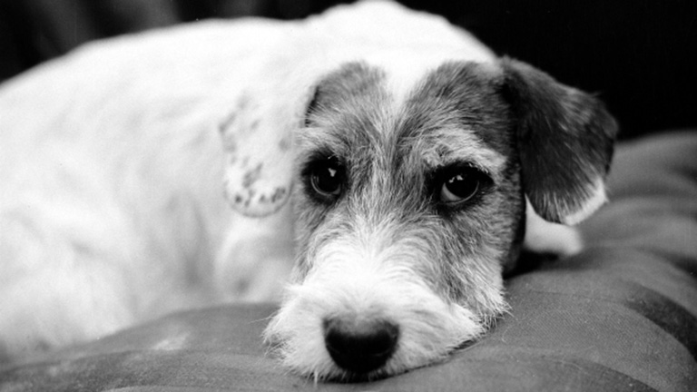 A kutyád tudja, ha bunkó vagy másokkal A kutyád tudja, ha bunkó vagy másokkal