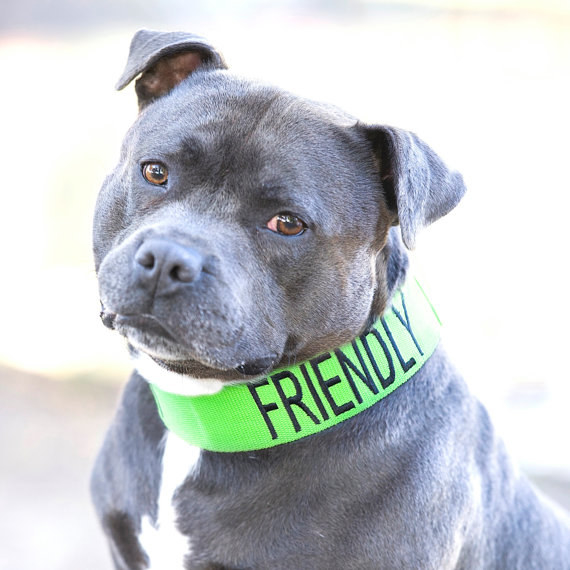 12 szuper cucc azoknak, akik imádják a pitbullokat