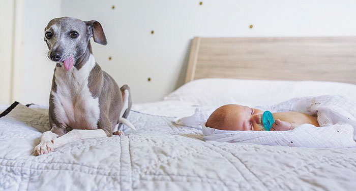 Csak a kisbaba tudott segíteni a mindentől félő kutyuson