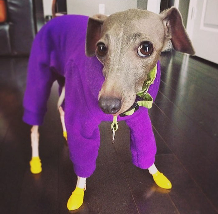 Csak a kisbaba tudott segíteni a mindentől félő kutyuson Csak a kisbaba tudott segíteni a mindentől félő kutyuson