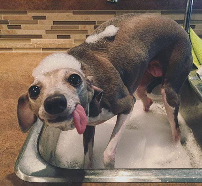 Csak a kisbaba tudott segíteni a mindentől félő kutyuson Csak a kisbaba tudott segíteni a mindentől félő kutyuson