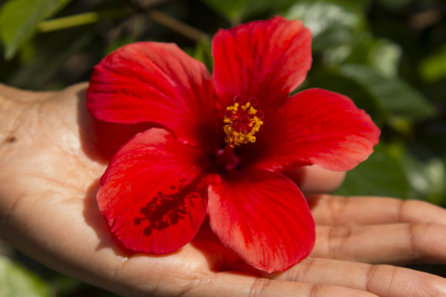 Gran Canaria Gran Canaria