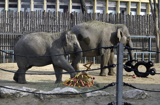 Kistestvére lesz Ashának, a kiselefántnak Kistestvére lesz Ashának, a kiselefántnak