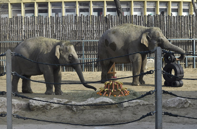 Kistestvére lesz Ashának, a kiselefántnak Kistestvére lesz Ashának, a kiselefántnak