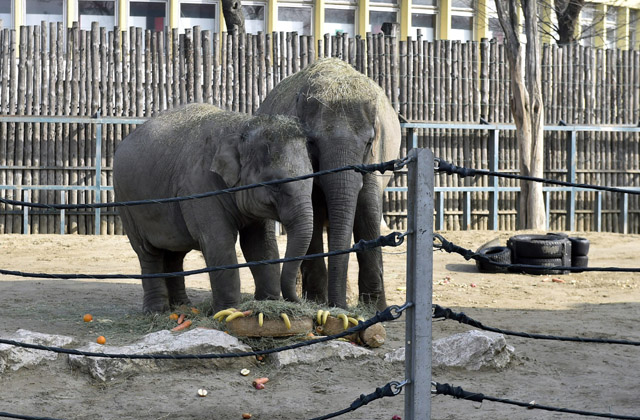 Kistestvére lesz Ashának, a kiselefántnak Kistestvére lesz Ashának, a kiselefántnak