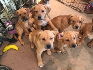 Mentett kiskutyák kézbesítették a Valentin-napi ajándékokat - cuki fotók