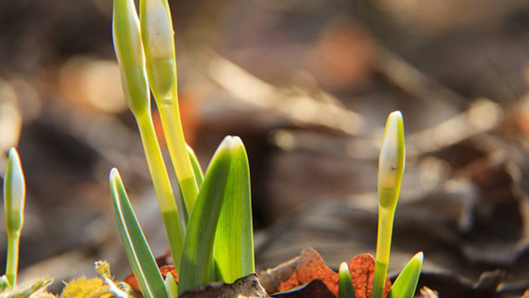 Előbújtak a hóvirágok Pogányszentpéternél - MTI Fotó: Va