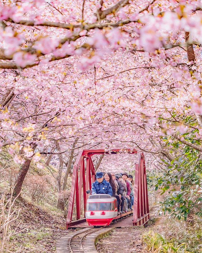 Ebben a japán városban máris kezdetét vette a tavaszi cseresznyefavirágzás - csodás fotók