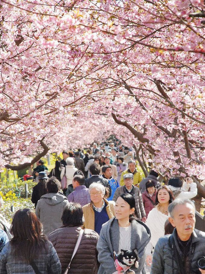 Ebben a japán városban máris kezdetét vette a tavaszi cseresznyefavirágzás - csodás fotók