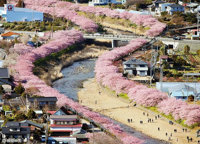 Ebben a japán városban máris kezdetét vette a tavaszi cseresznyefavirágzás - csodás fotók