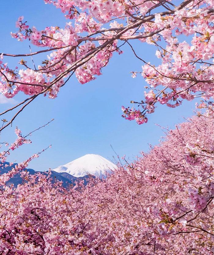 Ebben a japán városban máris kezdetét vette a tavaszi cseresznyefavirágzás - csodás fotók