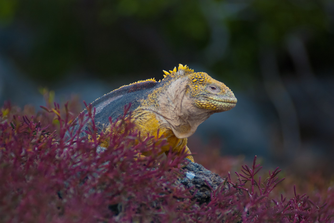 Steiger Ákos fotók Steiger Ákos fotók