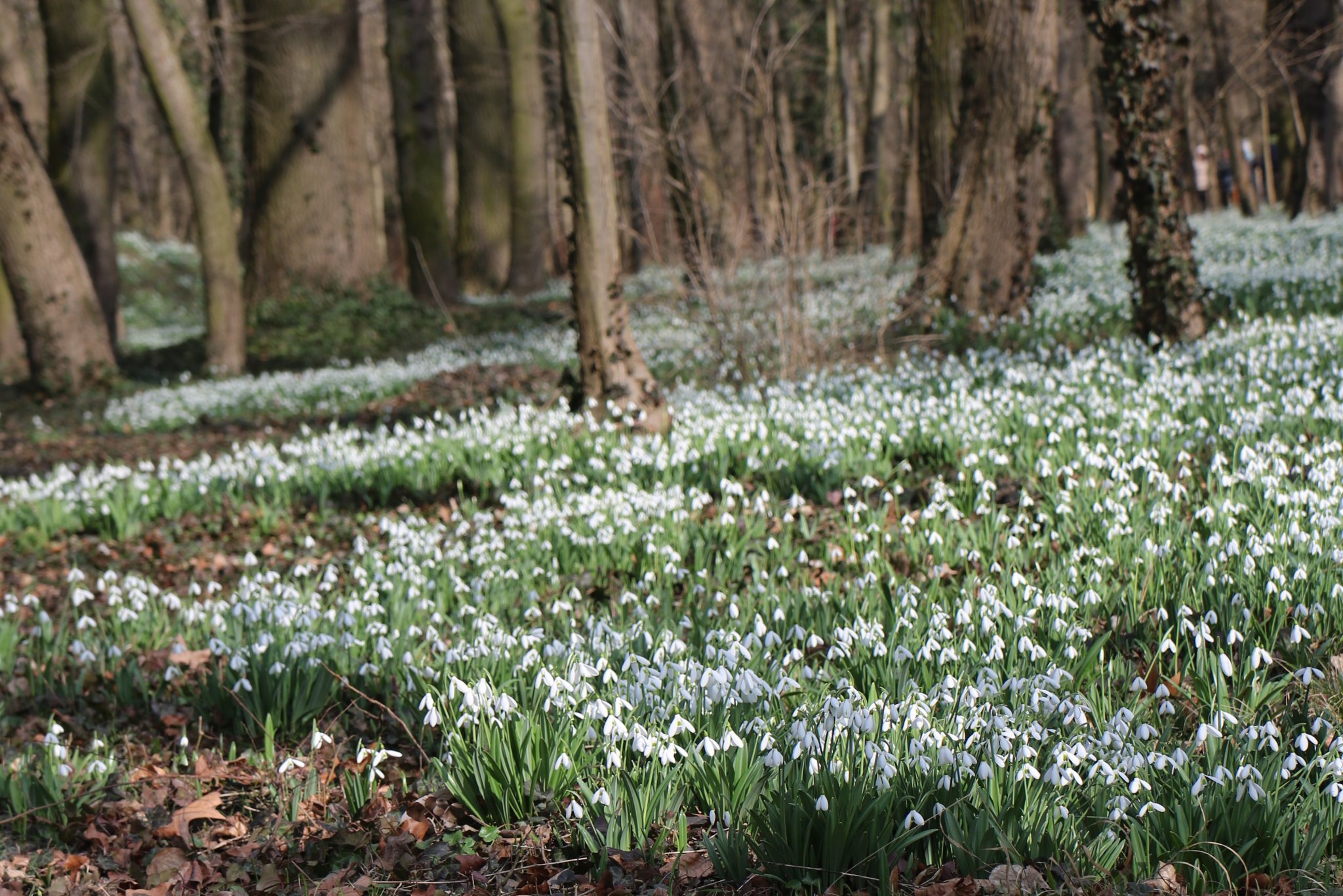 Nincs mese, jön a tavasz! Előbújtak az első hóvirágok Nincs mese, jön a tavasz! Előbújtak az első hóvirágok