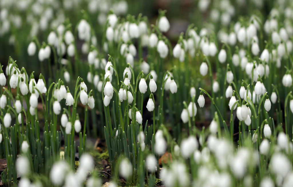 Nincs mese, jön a tavasz! Előbújtak az első hóvirágok Nincs mese, jön a tavasz! Előbújtak az első hóvirágok