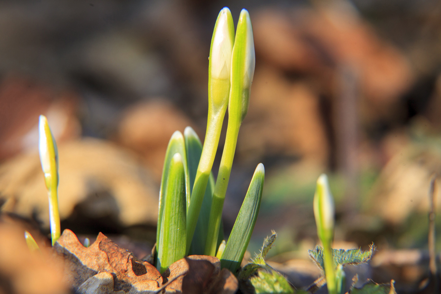 Nincs mese, jön a tavasz! Előbújtak az első hóvirágok Nincs mese, jön a tavasz! Előbújtak az első hóvirágok